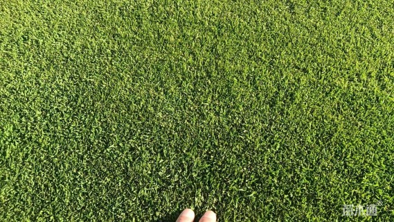 草卷状马尼拉草