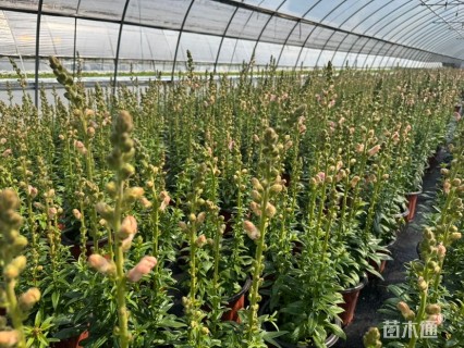 高度20厘米金鱼草