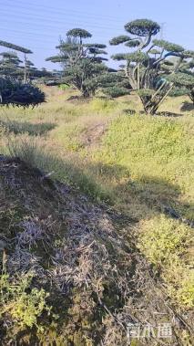 容器苗造型罗汉松