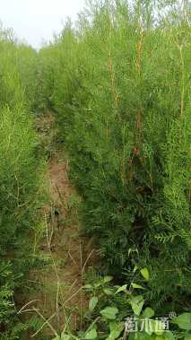 高度150厘米侧柏