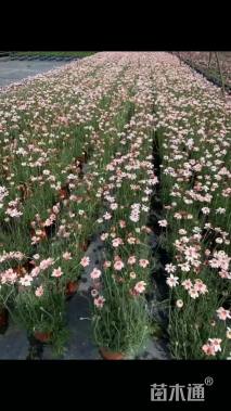 高度30厘米雏菊