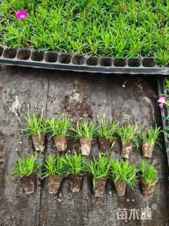 高度5厘米欧石竹