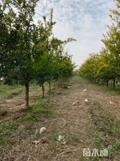 高度150厘米石榴