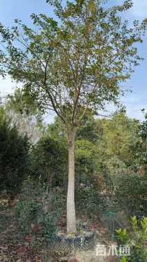 16公分红果冬青