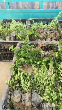 高度15厘米满天星