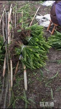 高度30厘米肾蕨