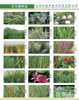 高度20厘米柳枝稷