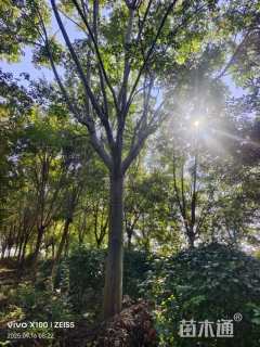 18公分黄山栾树