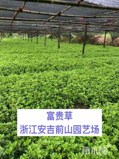 高度20厘米富贵草