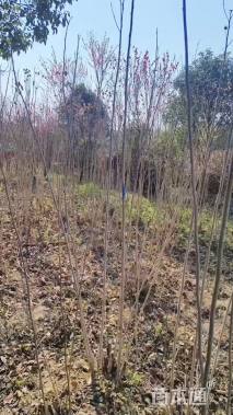 高度150厘米木芙蓉