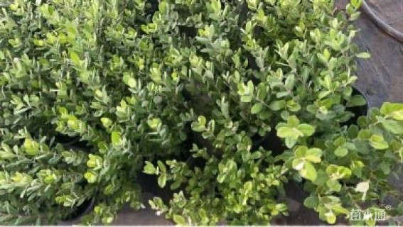 高度45厘米菲油果