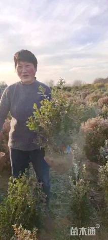 冠幅40厘米小叶黄杨球