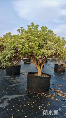 高度180厘米海桐