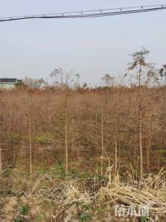 6公分墨西哥落羽杉