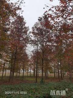 18公分北美枫香