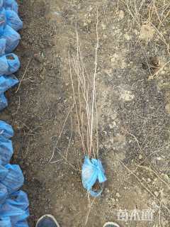 高度100厘米珍珠梅