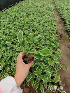 高度10厘米玉簪