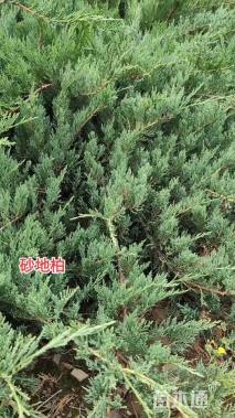 高度300厘米叉子圆柏