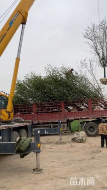 13公分甜茶海棠