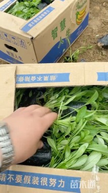 30厘米黑心菊