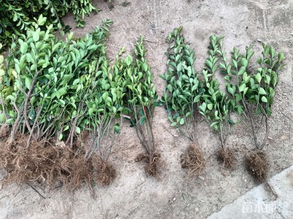 高度40厘米大叶黄杨