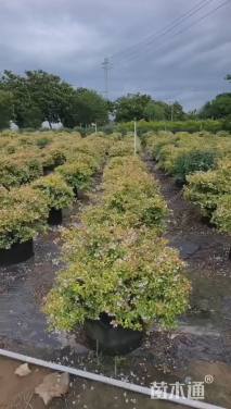 高度70厘米六道木