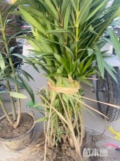 高度60厘米夹竹桃