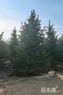 5公分杉树