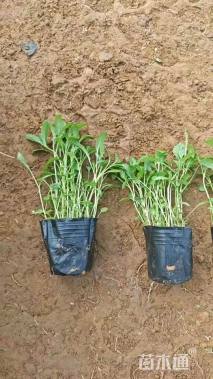 高度20厘米美丽月见草