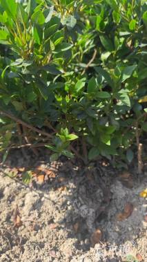 高度25厘米春鹃