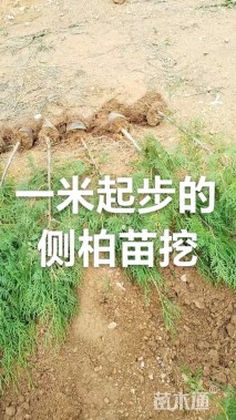 高度100厘米侧柏