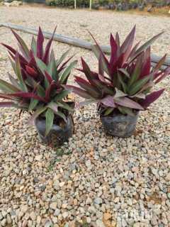 高度25厘米小蚌兰