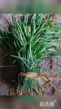 高度20厘米兰花