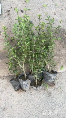 高度40厘米六月雪