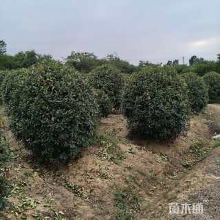 冠幅100厘米红叶石楠球