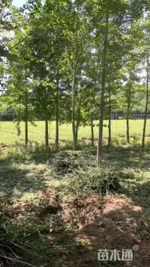 12公分银杏