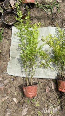 高度45厘米亮金女贞