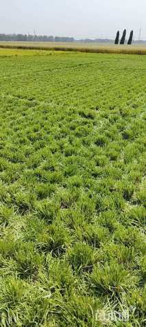 高度20厘米中叶麦冬