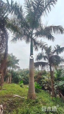 裸干高250厘米大王椰子