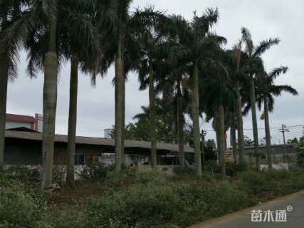 大王椰子