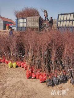 高度120厘米柽柳