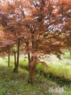 高度450厘米丛生红枫