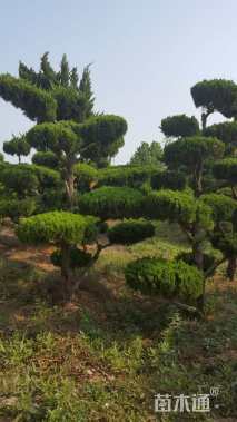 地栽苗造型龙柏