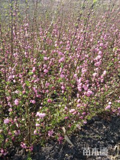 高度600厘米重瓣榆叶梅