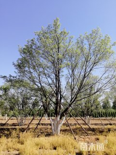 高度9厘米丛生元宝枫