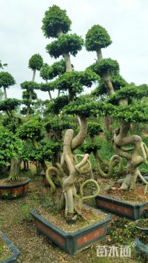 龙形造型怪根榕盆景