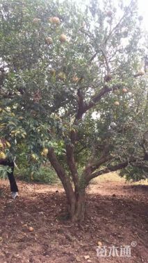 高度300厘米石榴