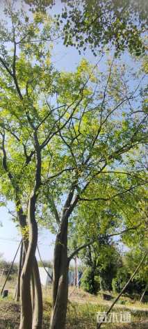 100公分(3杆)丛生朴树