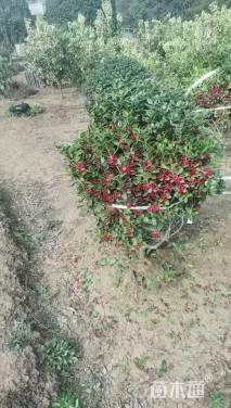 冠幅150厘米无刺枸骨球