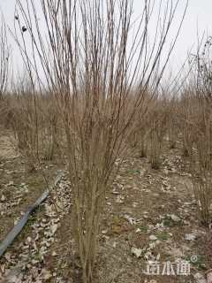 高度250厘米丛生木槿